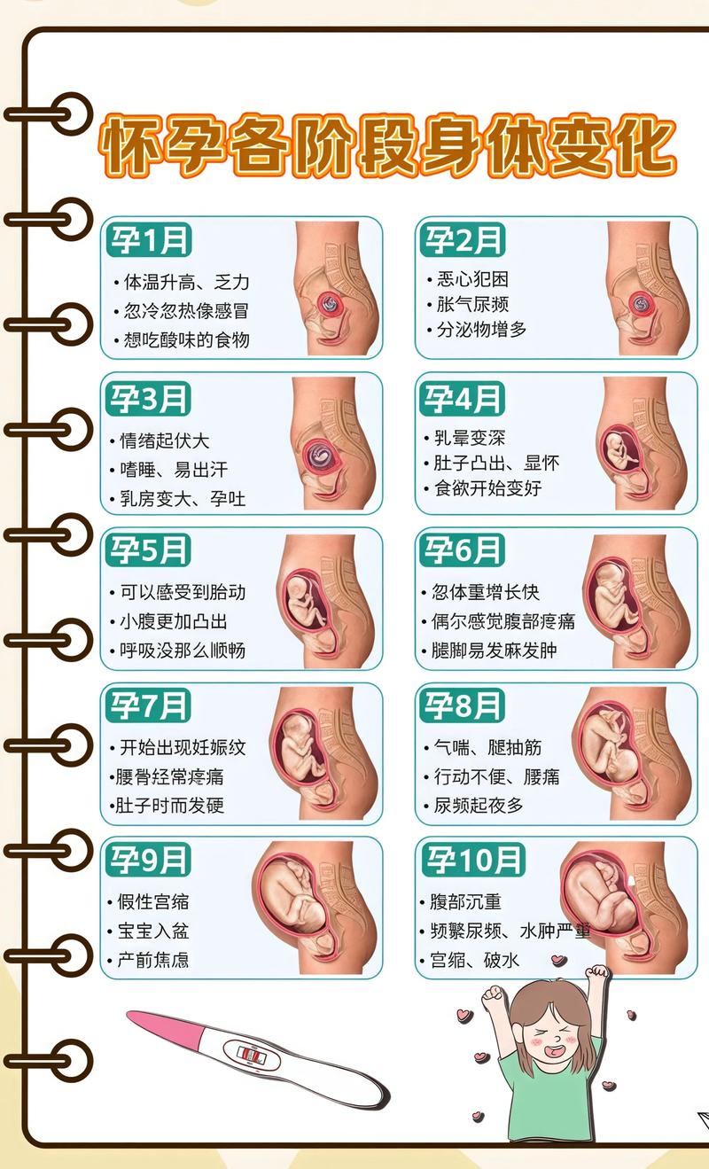 揭秘供卵代孕妈妈怀孕小腹分两节，孕期变化的奥秘蛟河代生机构: